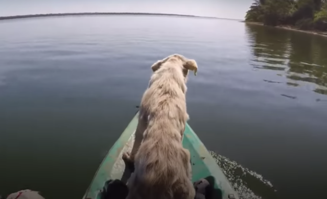 Fenando-trova-cane-abbandonato-su-un'isola-deserta 1