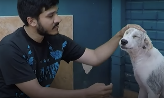 Fenando-trova-cane-abbandonato-su-un'isola-deserta 2