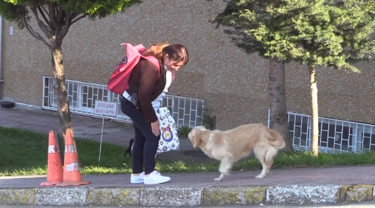 golden retriever e donna