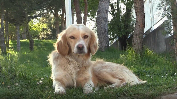 golden retriever Coraggioso