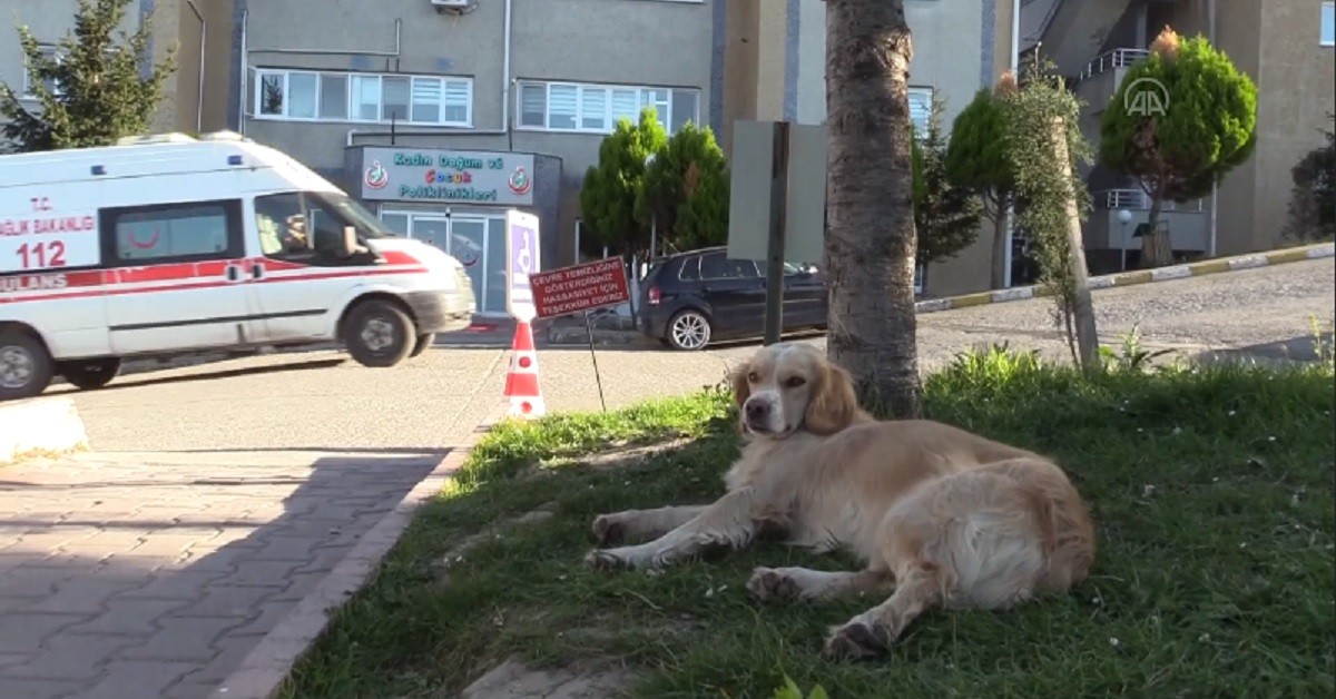 golden retriever