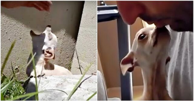 il-triste-abbandono-di-una-cagnolina-chiamata-Maggie-lasciata-sola-sul-ciglio-della-strada