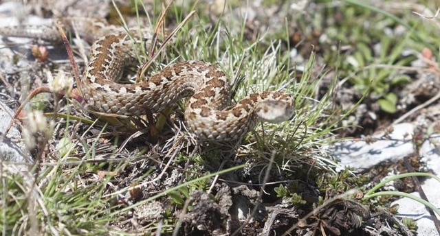 Biella bimba morsa da una vipera