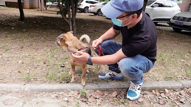 Proprietario muore di Coronavirus, cane lo aspetta