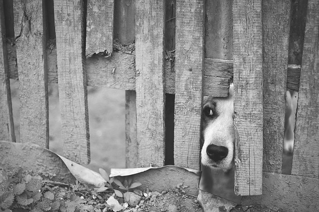 Cane fedele all'uomo