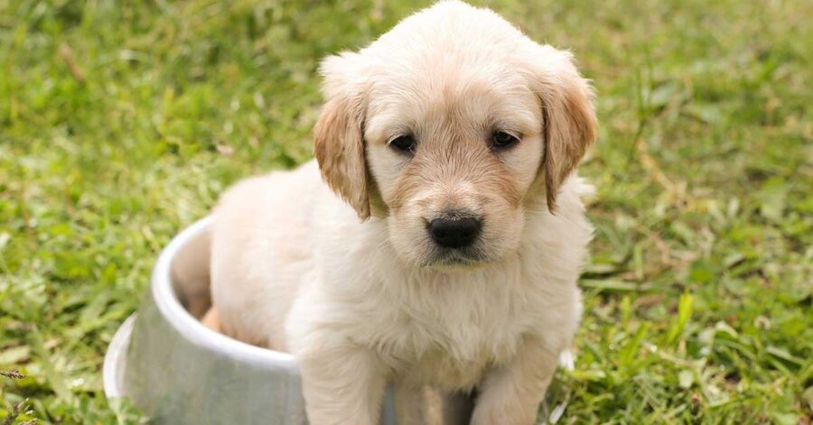 domande da porsi prima di adottare un cane