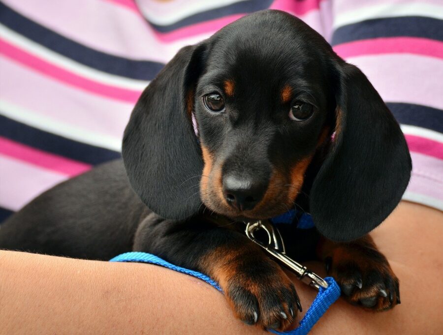 Cucciolo di cane in braccio