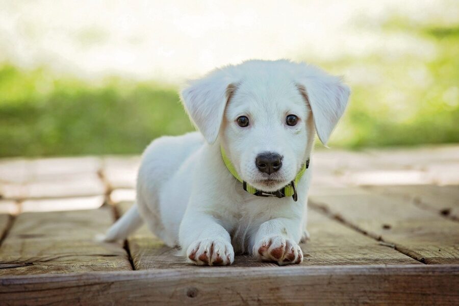 Adozione di un cane