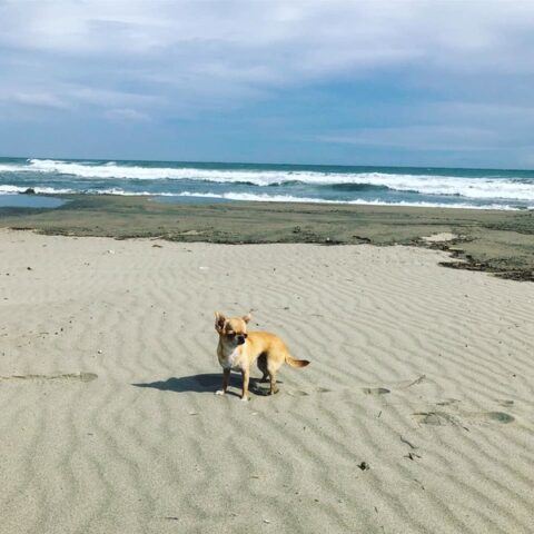 in spiaggia con il cane epilettico