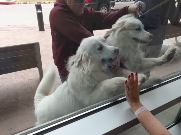 Due cani fanno una sorpresa in ospedale