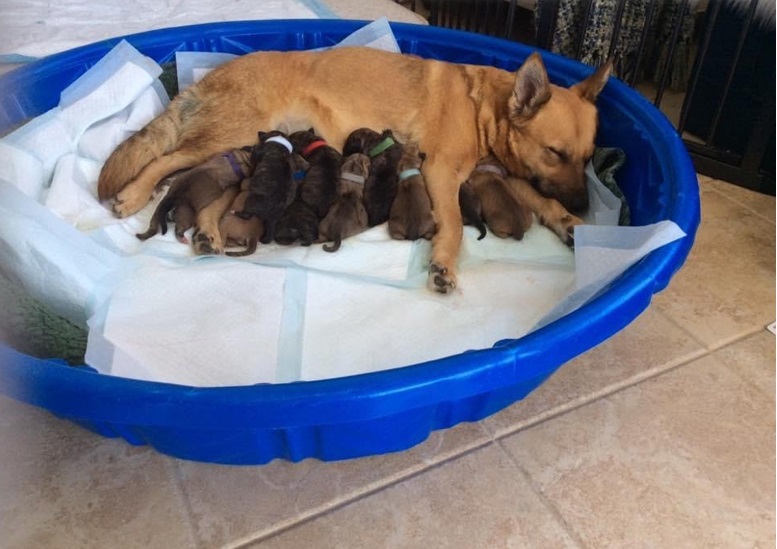 Cane dà alla luce i cuccioli