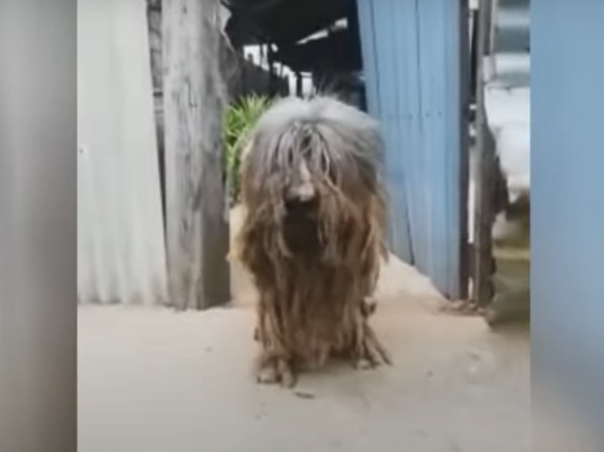 famiglia trasloca lasciano cane casa