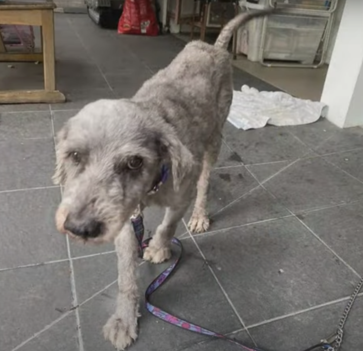 famiglia trasloca lasciano cane casa