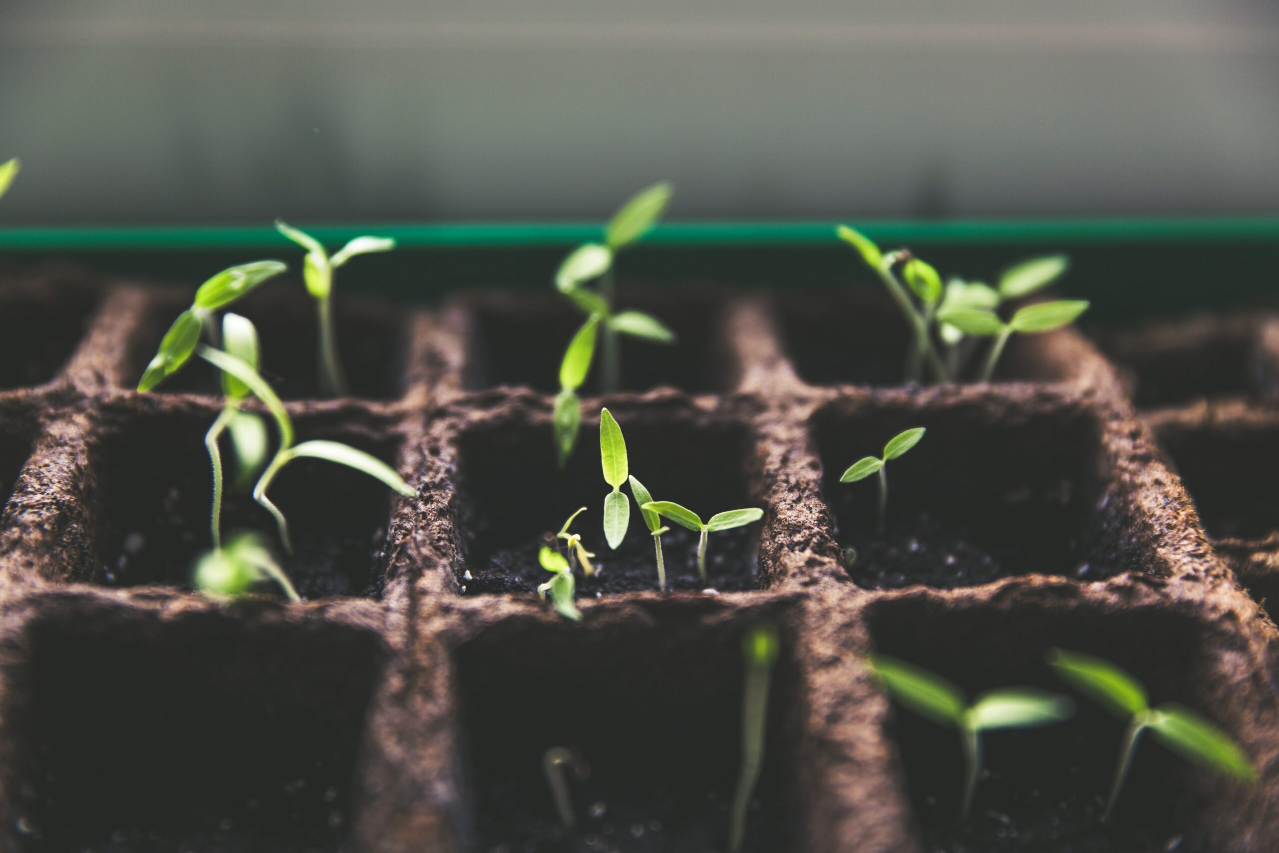 Urban farming: alla scoperta della coltivazione sana in città