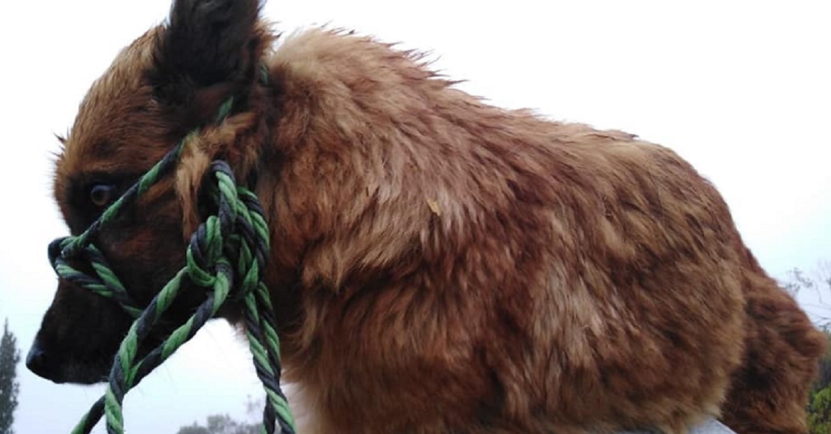 Cane salvato dal bosco