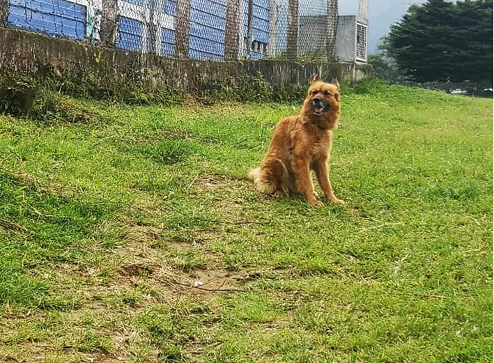 Cane salvato dalla foresta