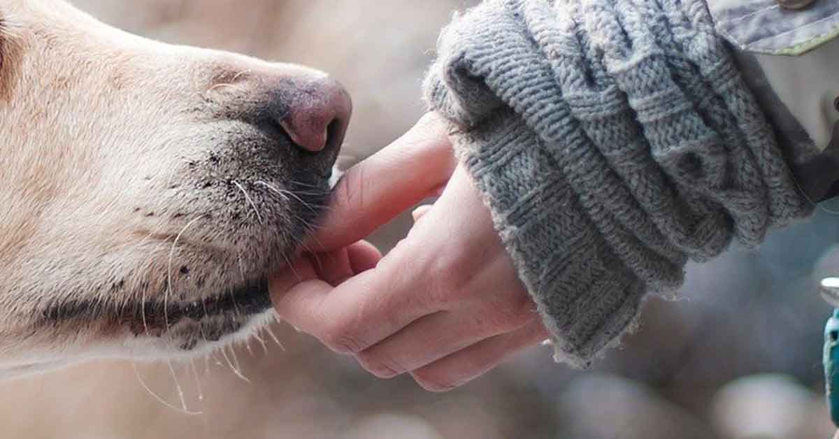 Cane abbandonato tra i rifiuti