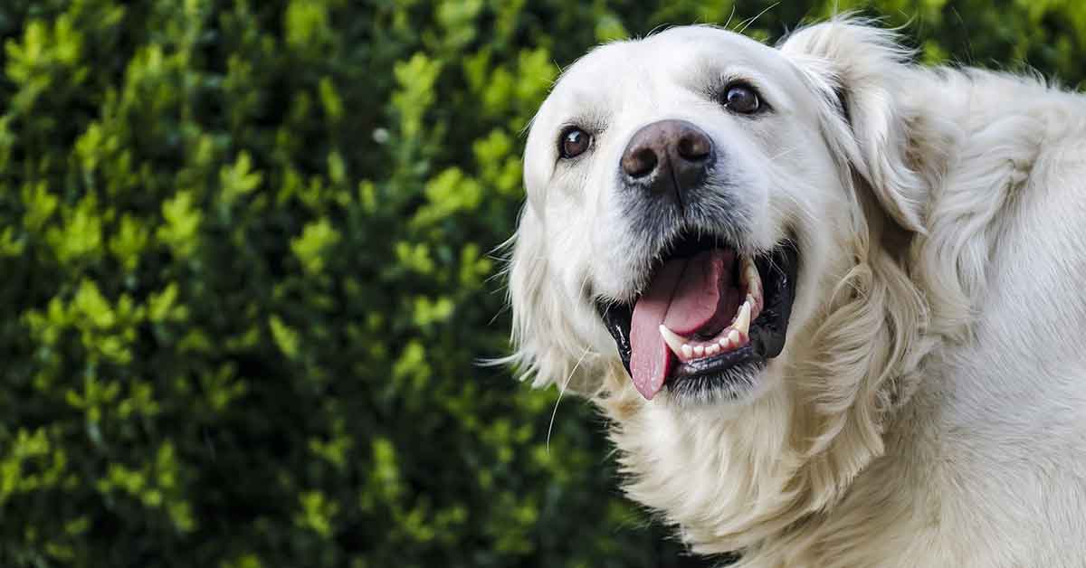 Cane randagio adottato