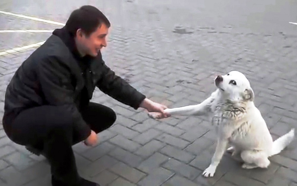 Dipendente e il cane di strada