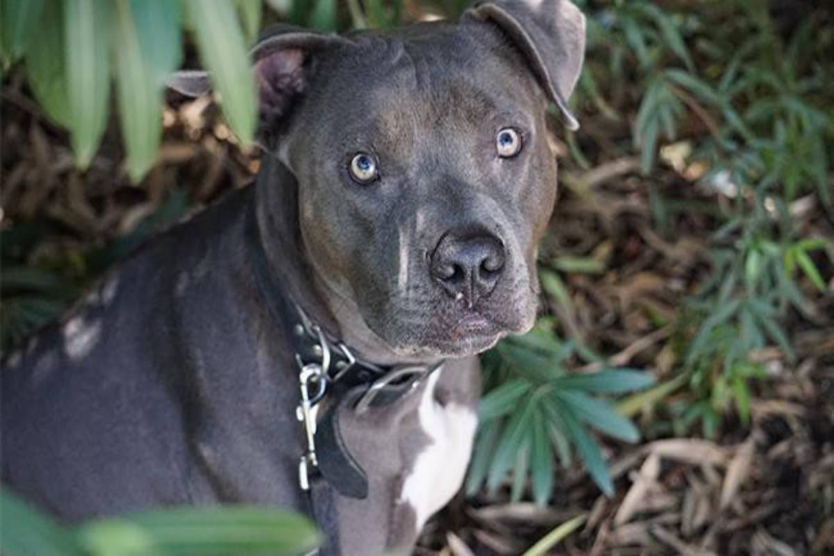 cagnolina abbandonata