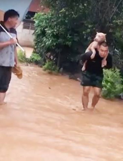 Cane salvato dall'alluvione