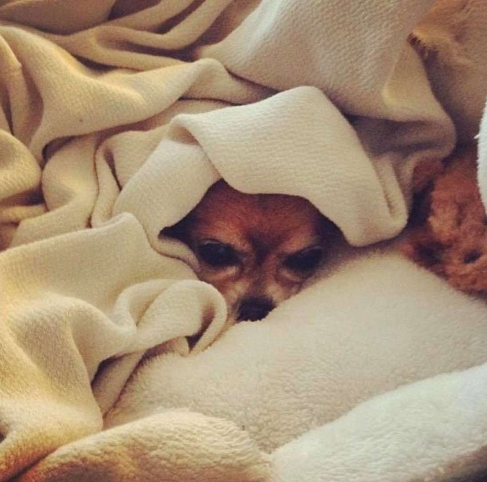 Cucciolo fa i capricci dopo il bagno