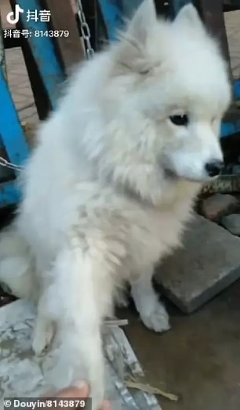 Cucciolo legato fuori dalla macelleria