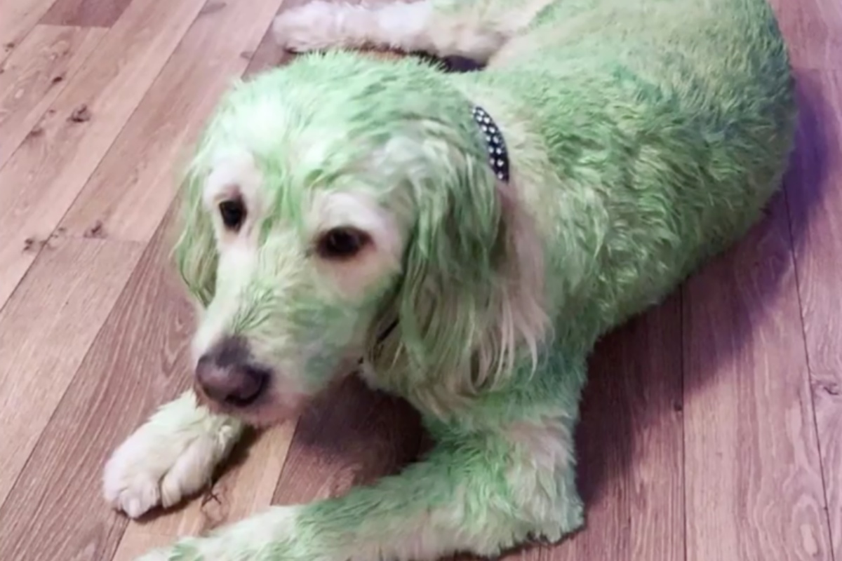 Donna dipinge il suo cane di verde