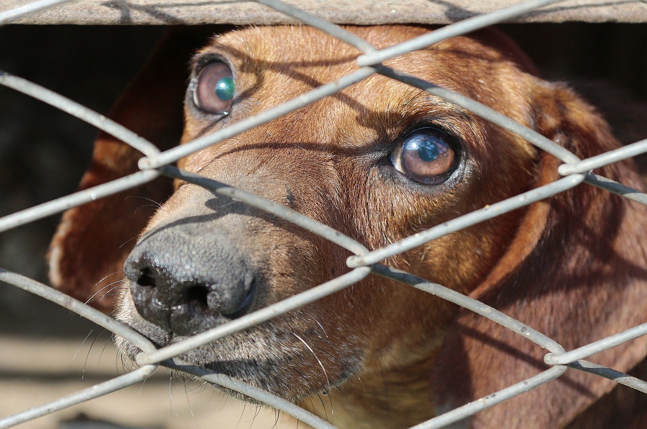 cane abbandonato e legato a Gallipoli