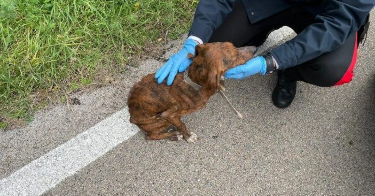 Cagnolino Malato E Denutrito Trovato Per Strada Dai Carabinieri ...