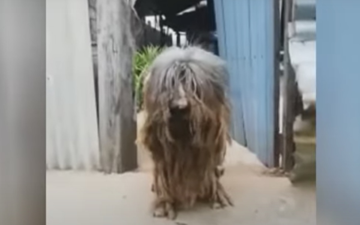 Cane abbandonato in una casa vuota 