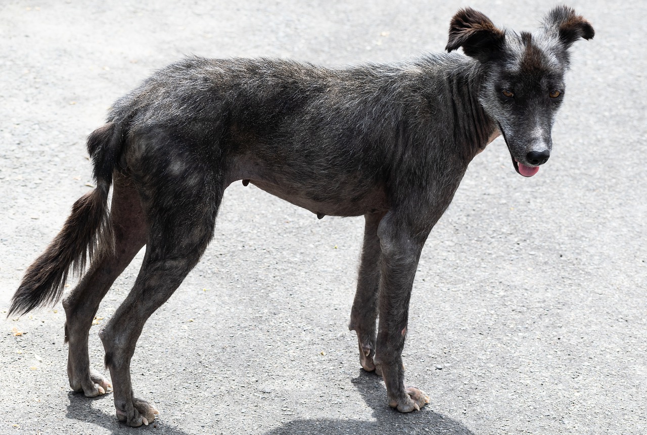 cane magrissimo, pelle e ossa e malato