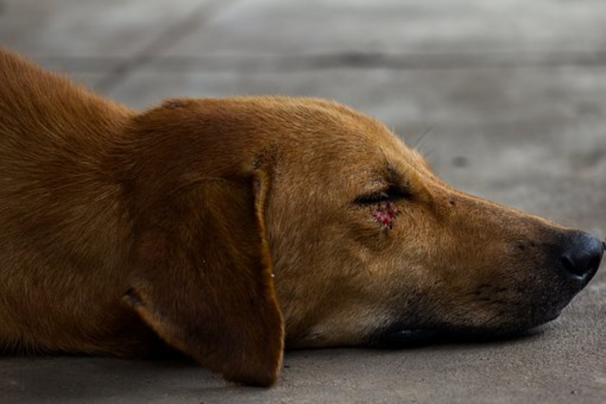 Clover guida i volontari nella casa degli orrori e salva i suoi bambini