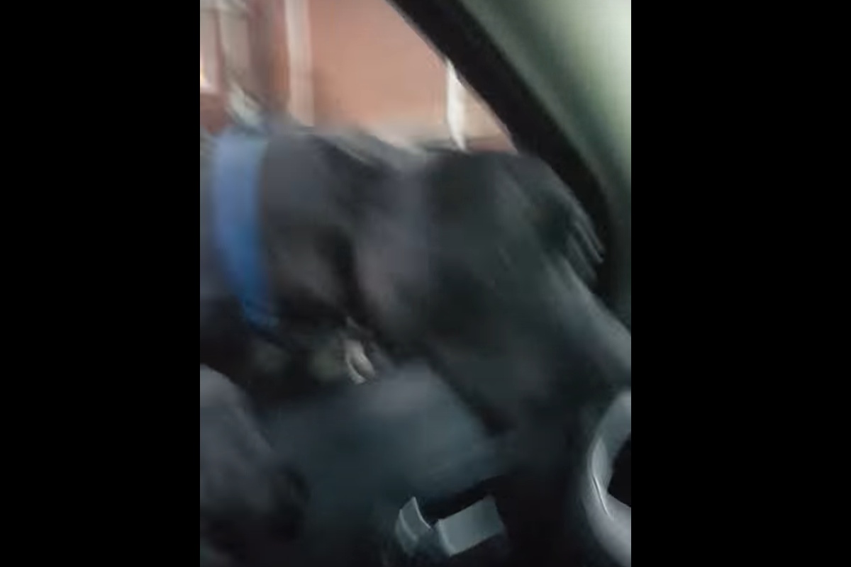 Il video del pitbull che entra nell'auto di uno sconosciuto