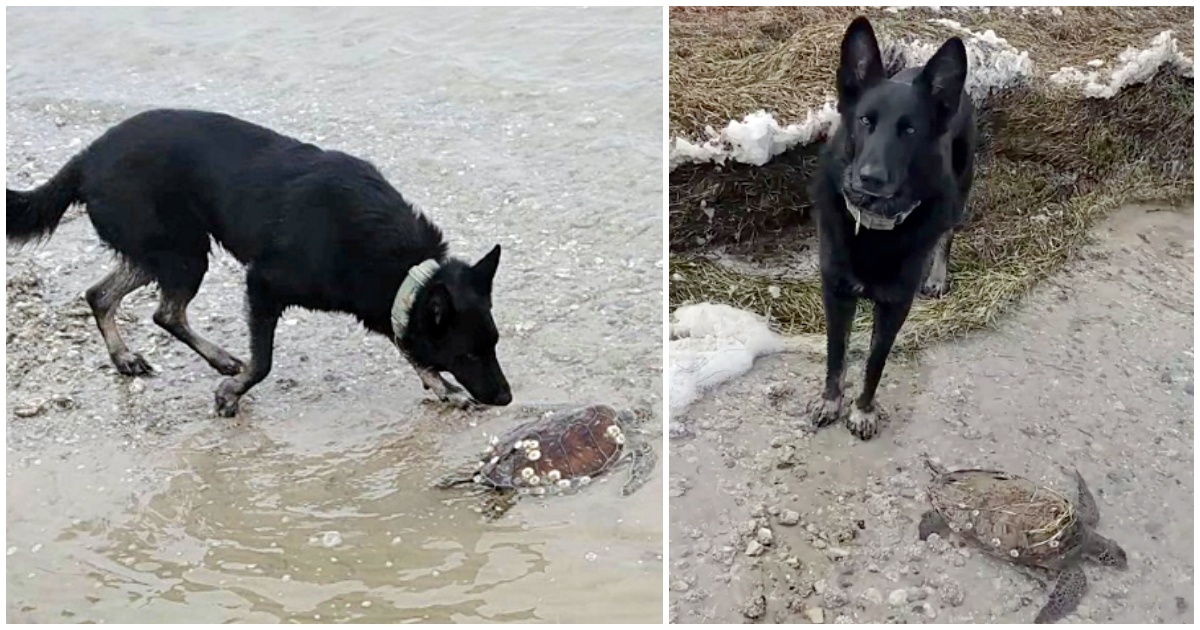 La storia del cane Saul