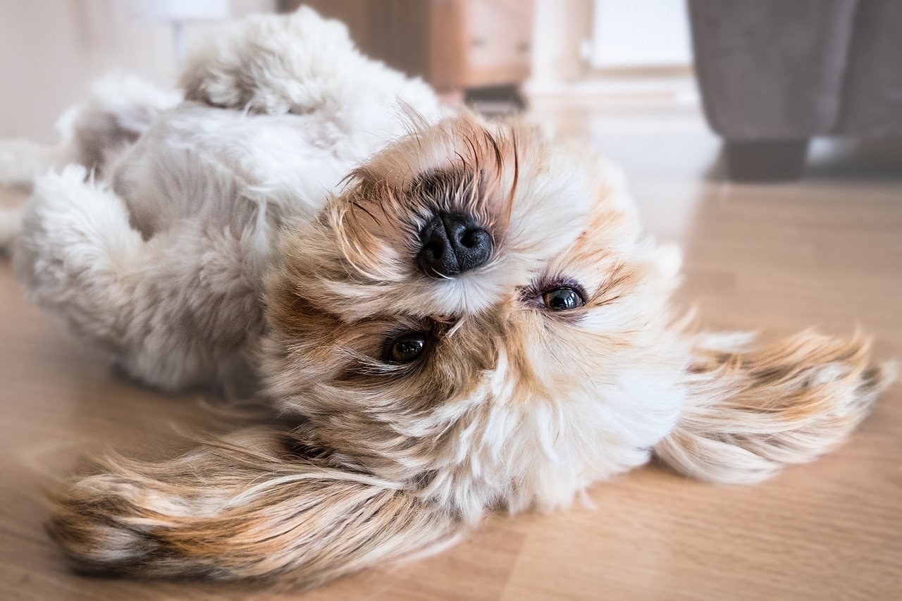 10 modi per rendere davvero felice il tuo cane