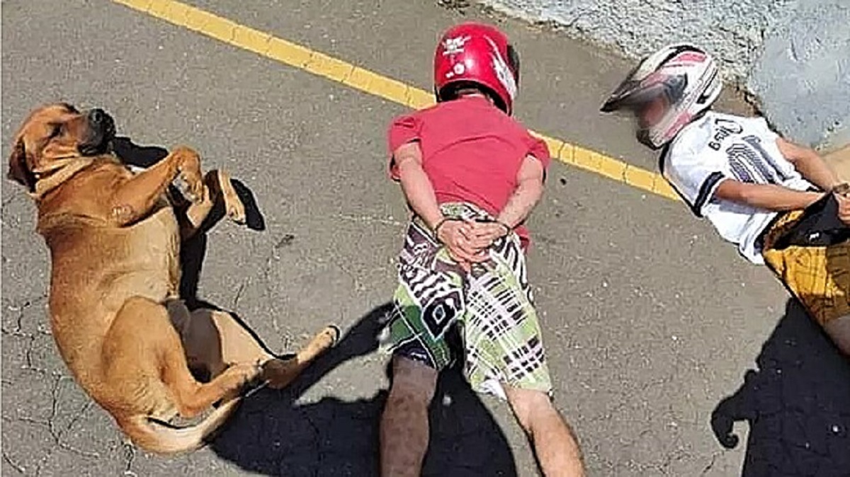 Puppy surrenders along with the suspects