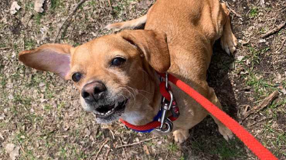 Cane abbandonato legato ad un idrante