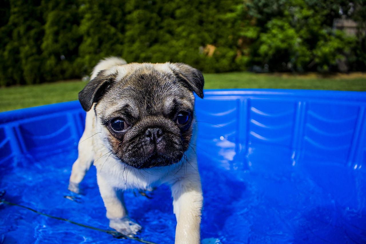 5 modelli di piscina per cani da acquistare per rinfrescare Fido