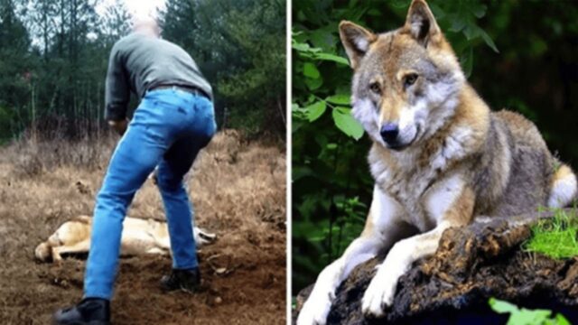 Un uomo salva una lupa in fin di vita e i suoi cuccioli, dopo quattro anni l’animale torna e ricambia il favore