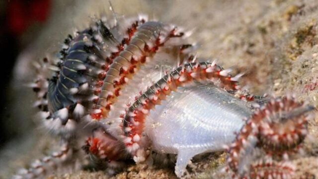 Se passeggiando sulla spiaggia noti questo animaletto faresti meglio ad allontanarti subito: ecco cosa può fare