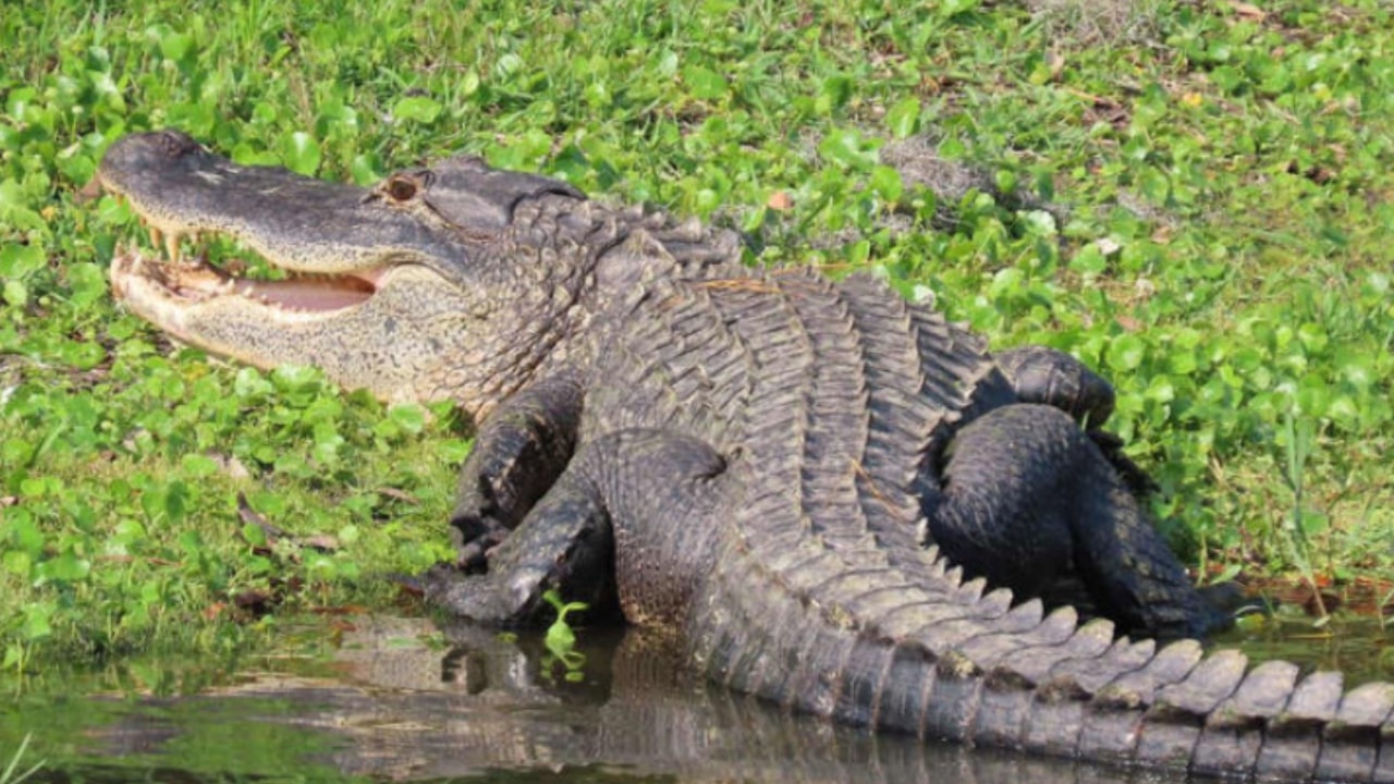 Crocodile attacks 12-year-old boy in Australia