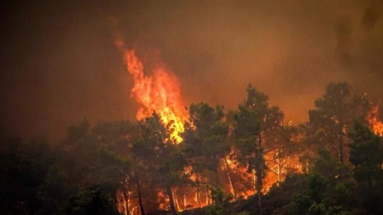 A tree trunk kills forester Mario Rutiglio