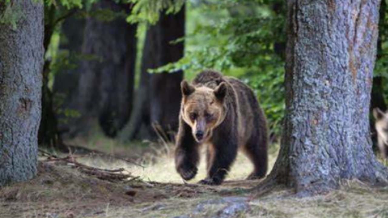 Orso uccide una donna sui Carpazi in Romania