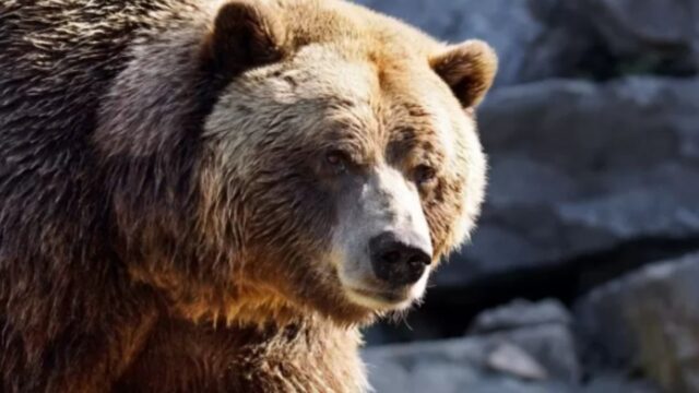 Tragedia sotto gli occhi del fidanzato, orso aggredisce una turista di 19 anni: dove e cos’è successo