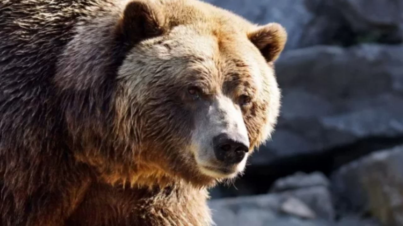 Orso aggredisce una donna in Romania