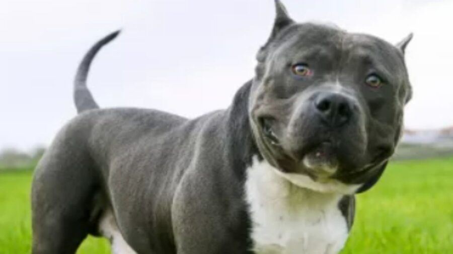 American Bully; foto dall'archivio