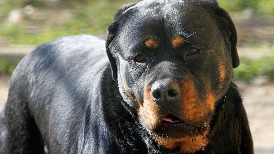 5-Year-Old Boy Attacked by Rottweiler