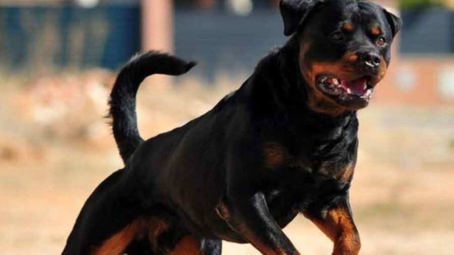 Bambino di 5 anni aggredito da un Rotweiller