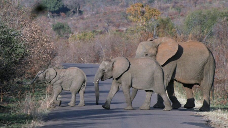 Turista muore schiacciato da un elefante